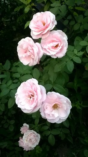 WP_20150807_055 - Billet Doux