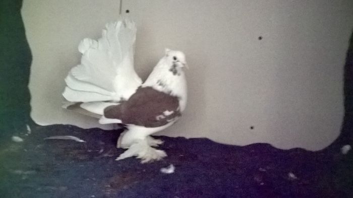 WP_20160107_12_37_48_Pro