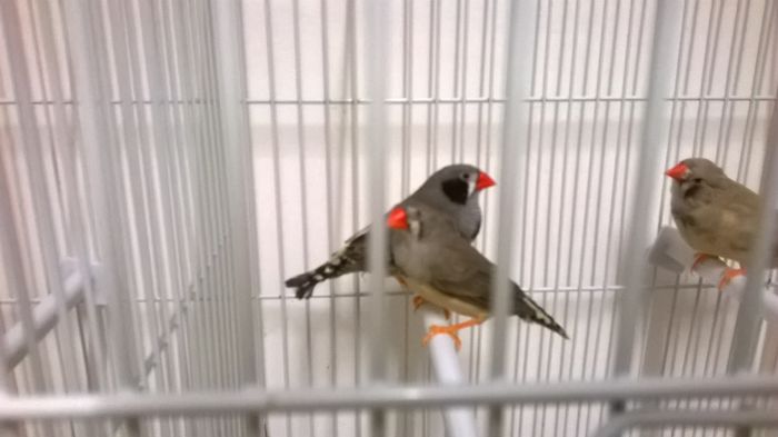 WP_20151227_006; Zebre australiene
