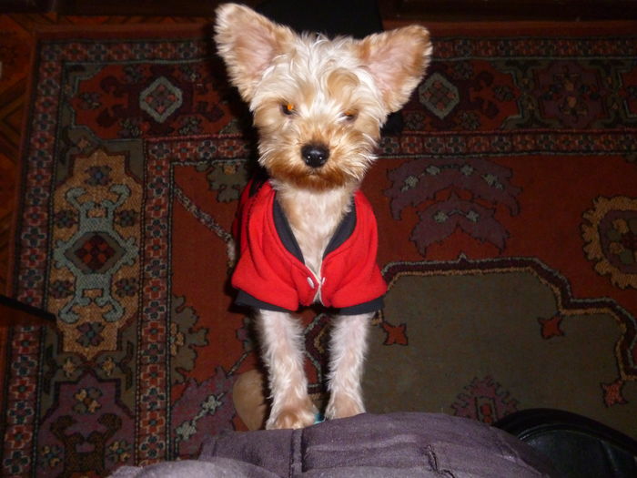 Mini; catelusul pe care l-am ingrijit trei luni, februarie 2014, Buzau
