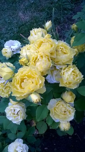 WP_20150807_051