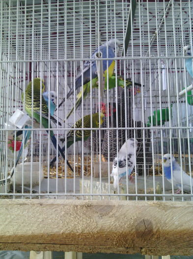 IMG_20160107_131637 - Fauna Mehedinteana 2016