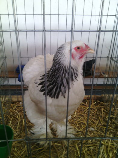 IMG_20160107_152607 - Fauna Mehedinteana 2016