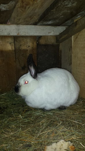 profil - Calif F1 BABA