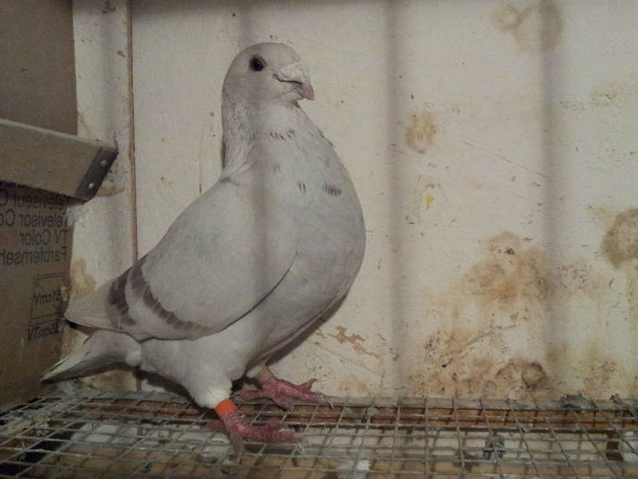 M 2014 - 91 Perechi standard 2016