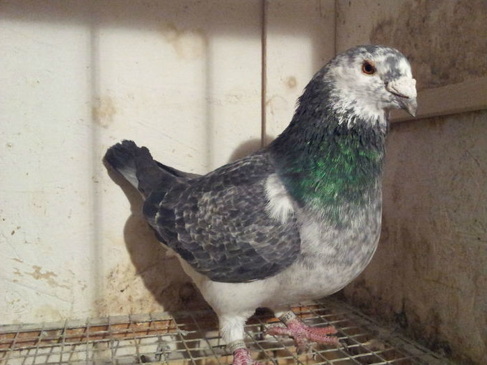 M 2014 - 91 Perechi standard 2016