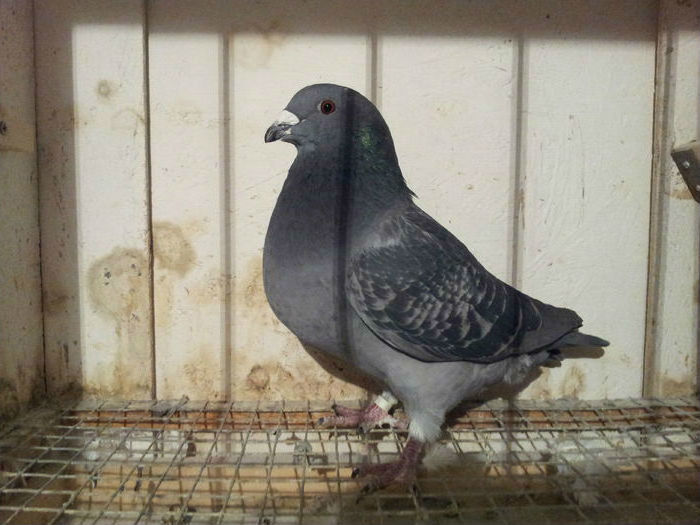 F 2015 - 91 Perechi standard 2016