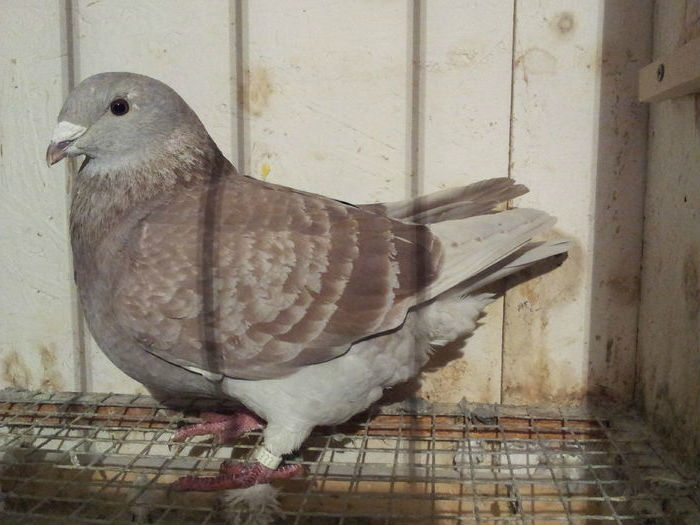 F 2015 - 91 Perechi standard 2016