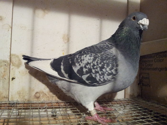 M 2014 - 91 Perechi standard 2016