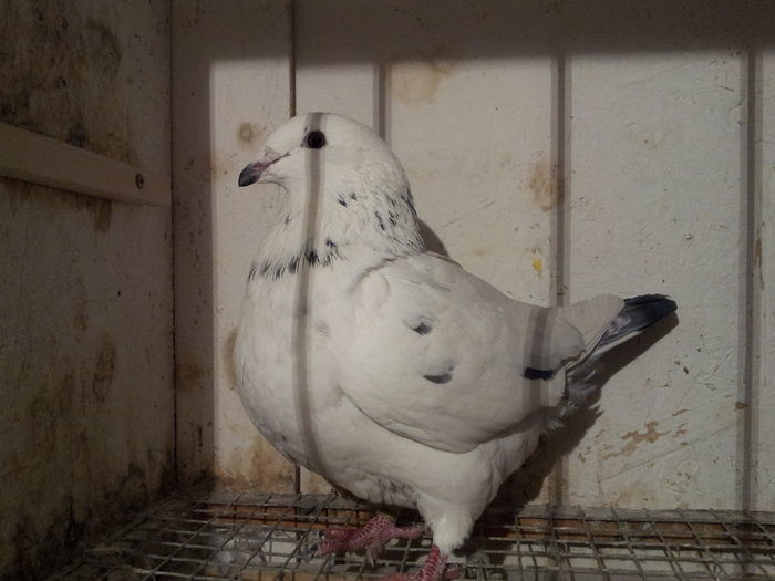 F 2015 - 91 Perechi standard 2016