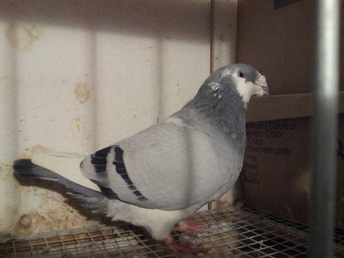 M 2014 - 91 Perechi standard 2016