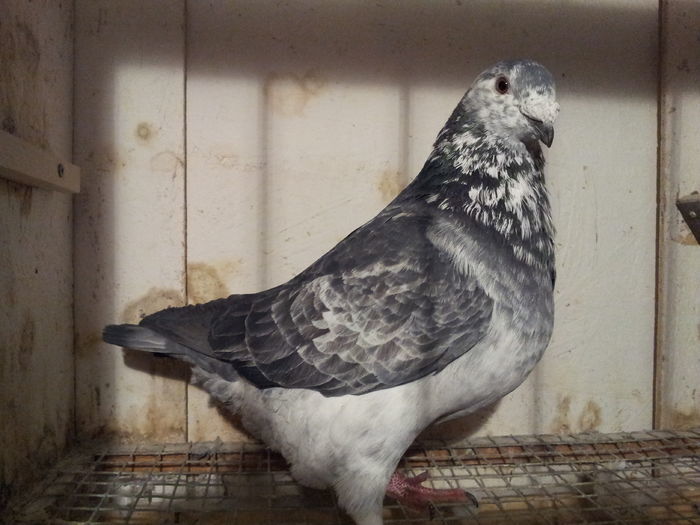 M 2015 - 91 Perechi standard 2016