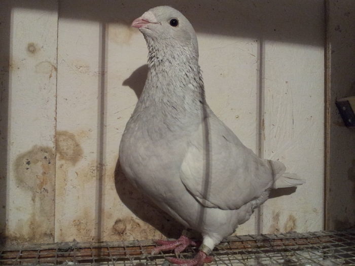 F 2015 - 91 Perechi standard 2016