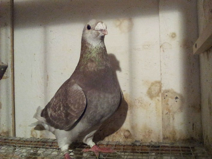 M 2015 - 91 Perechi standard 2016