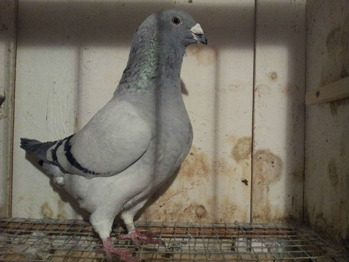 M 2014 - 91 Perechi standard 2016