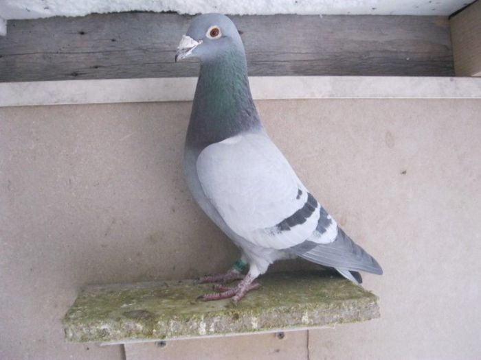 0576600 2011 M-norma cat. Maraton; Loc-51 cat. Maraton GL 2013
