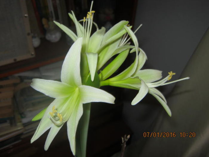 IMG_0004 - Amaryllis