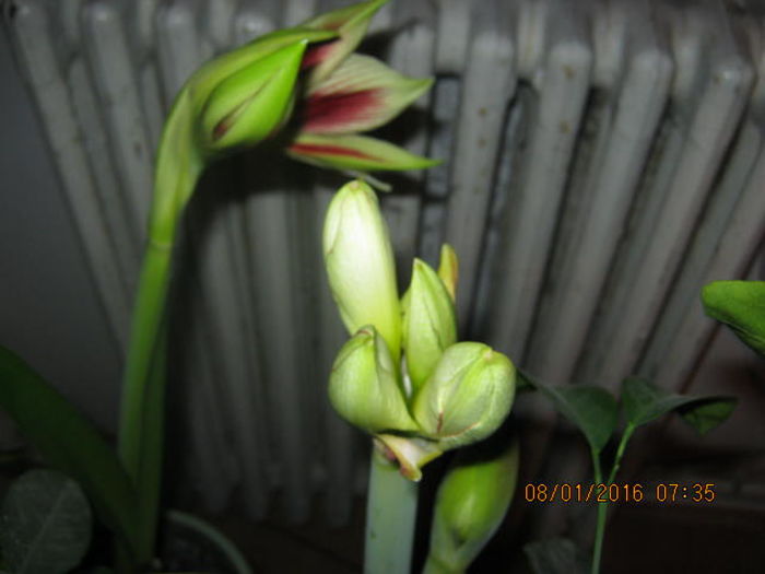 IMG_0012 - Amaryllis