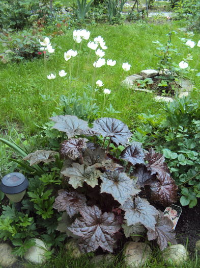 DSC06570 - 2016 Heuchera