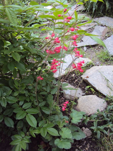 DSC06528 - 2016 Heuchera