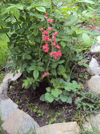 DSC06529 - 2016 Heuchera