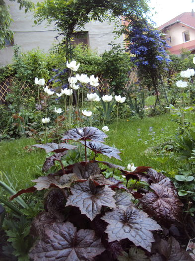 DSC06471 - 2016 Heuchera