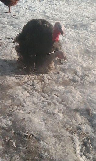 IMG_20160108_092151; AU INCEPUT SA SE CALCE
