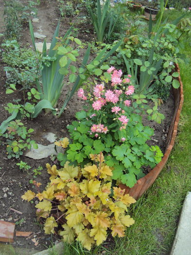 DSC06468 - 2016 Heuchera