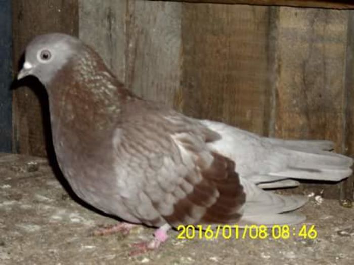 FB_IMG_1452238489973