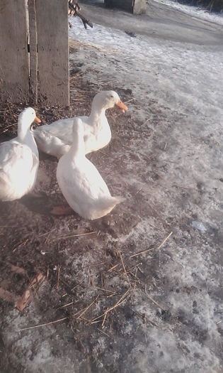 IMG_20160108_091040 - rate pekin