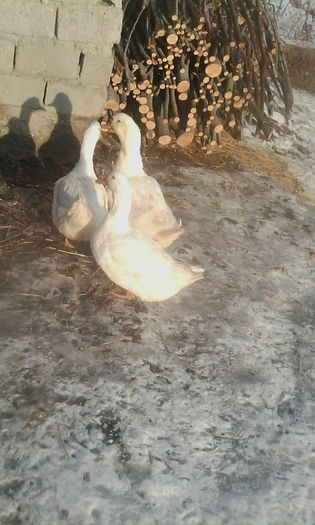 IMG_20160108_091049 - rate pekin