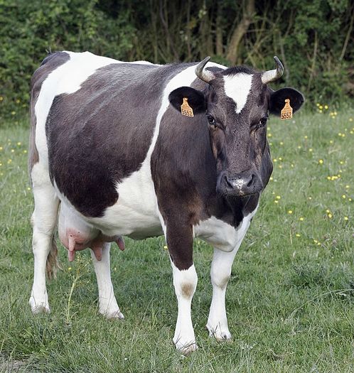 Rasa Bretonne Pie Noir cu lapte