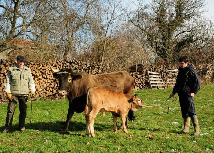 Rasa franceza Casta cu vitel