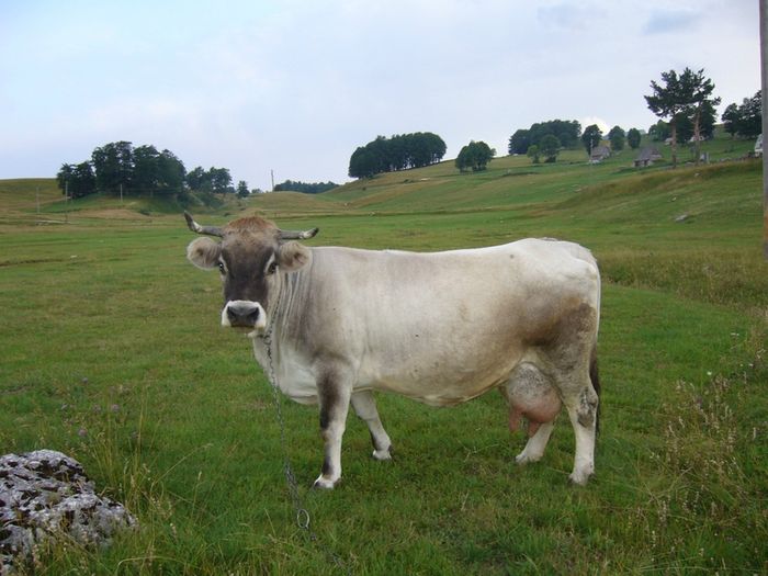 Rasa franceza Garvonesa