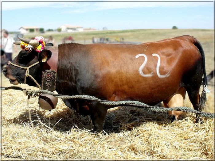 Rasa franceza Herens - 6jp