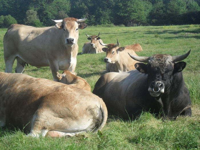 Rasa franceza Maraichine