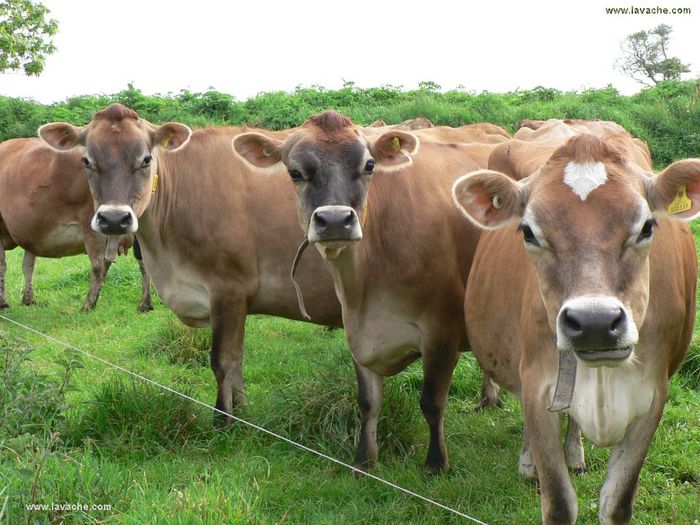 Rasa franceza Nantaise