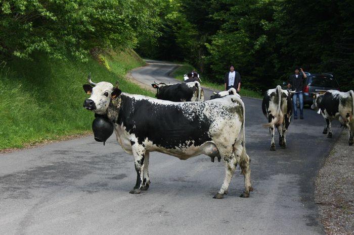 Rasa franceza Vosgienne cu clopot - RASE DE VACI DEOSEBITE