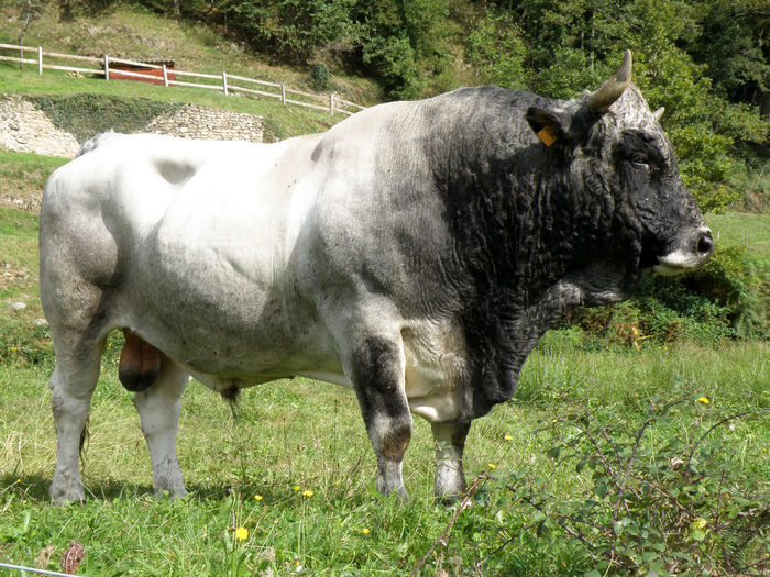 Taur din rasa Gasconne - RASE DE VACI DEOSEBITE