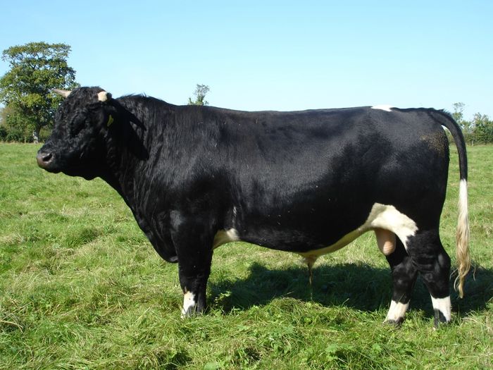 Taur din rasa Shetland - RASE DE VACI DEOSEBITE