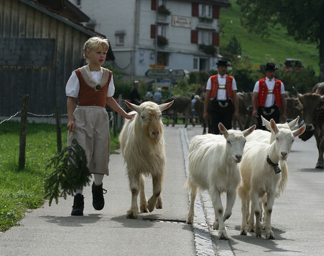 Capritele si vacutele din Alpi - Rase de oi si capre poze deosebite 10