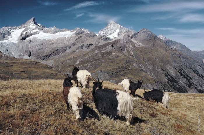 Walliser pe varf de munte - Rase de oi si capre poze deosebite 10