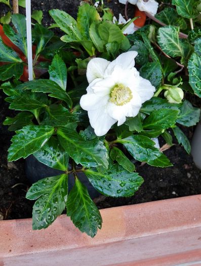  - 2015 - 2016 - 00 - Iarna