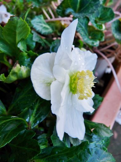 P1770166 - 2015 - 2016 - 00 - Iarna