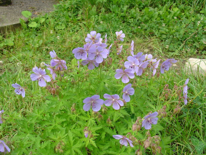 DSC05699 - Flori albastre