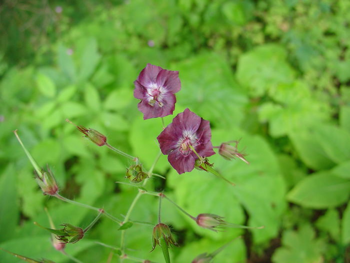 Palaria cucului - Flora spontana