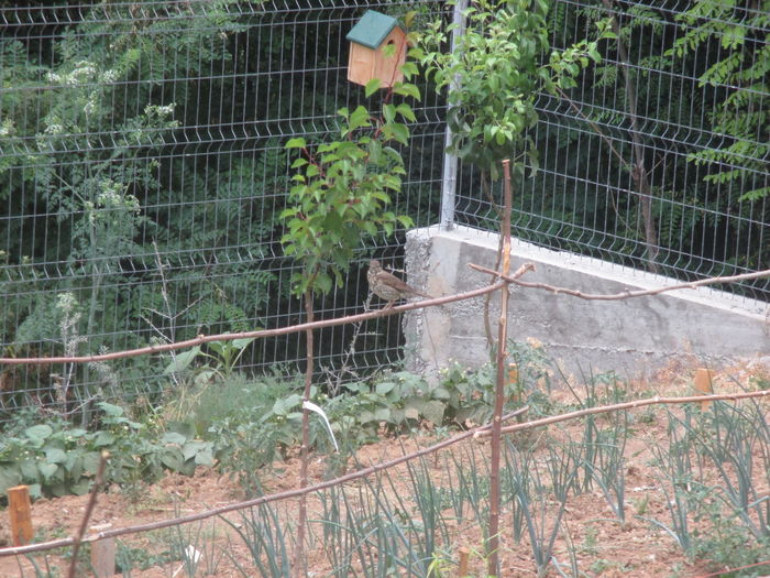 IMG_1177; Sturz cantator (Turdus philomelos)
