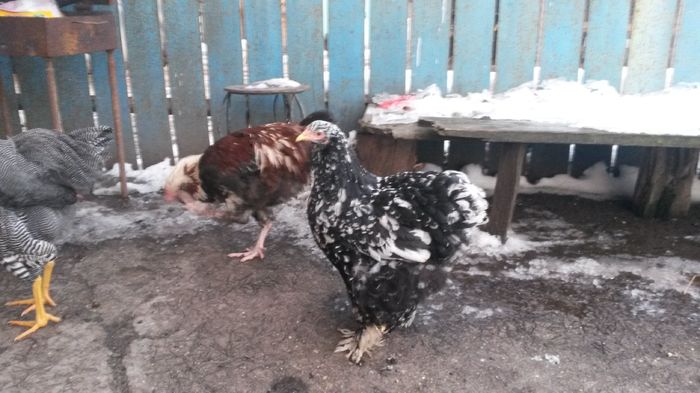 una din fetele preferate