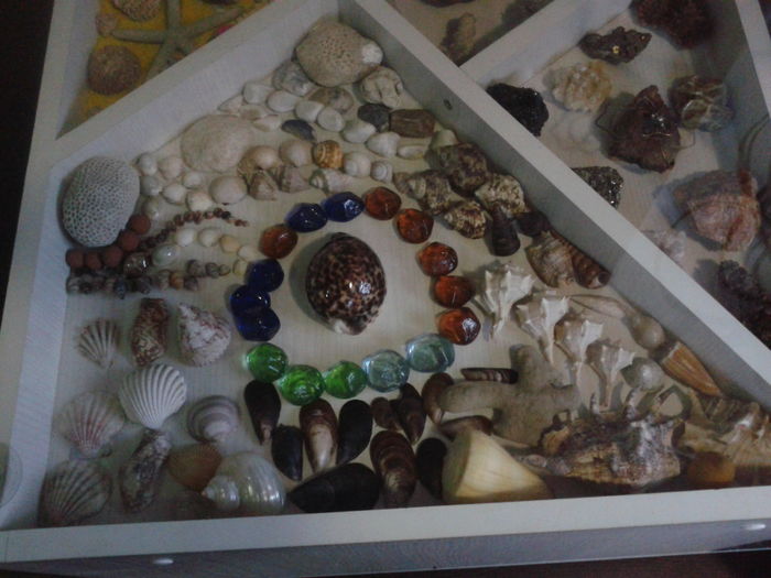 F41-colectia de scoici a Nuriei