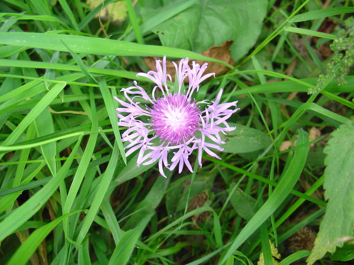 DSC00203 - Flora spontana